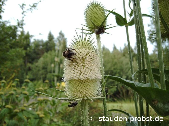 Dipsacus sativus - Weberkarde