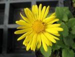 doronicum-orientale-magnificum