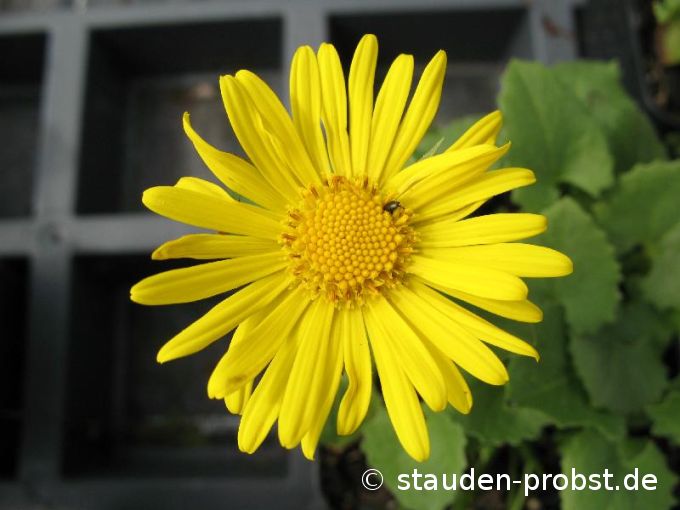 Doronicum orientale 'Magnificum' - Gemswurz