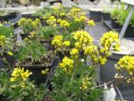 draba-aizoides-2