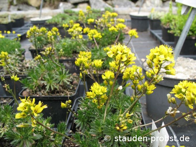 Draba aizoides - Immergrünes Hungerblümchen