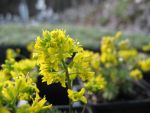 draba-aizoides