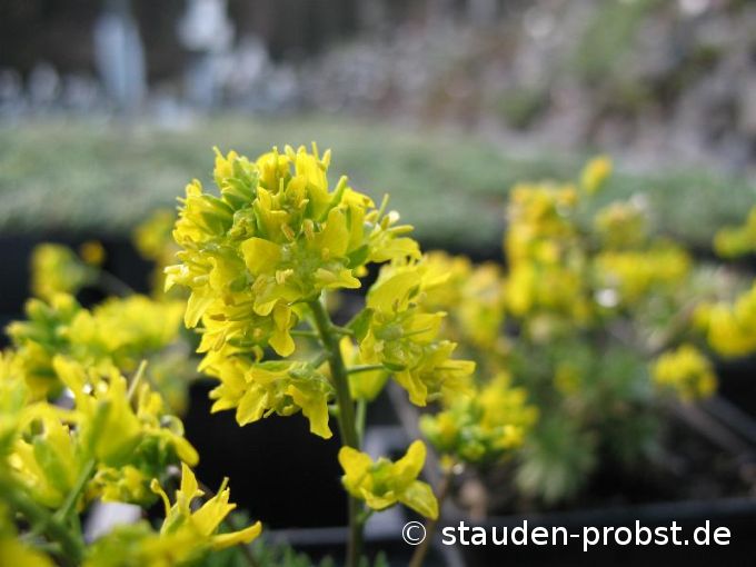 Draba aizoides - Immergrünes Felsenblümchen