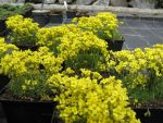 draba-bruniifolia-2
