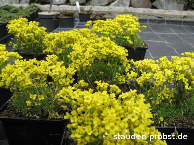 Draba bruniifolia - Zwergfelsenblümchen