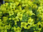 draba-bruniifolia