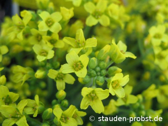 Draba bruniifolia - Zwergfelsenblümchen 