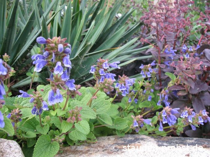 Dracocephalum grandiflorum - Felsen Drachenkopf
