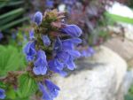 dracocephalum-grandiflorum