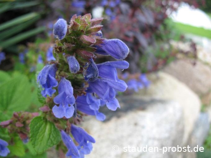 Dracocephalum grandiflorum - Felsen Drachenkopf