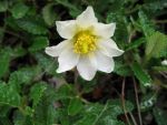 dryas-suendermannii-2