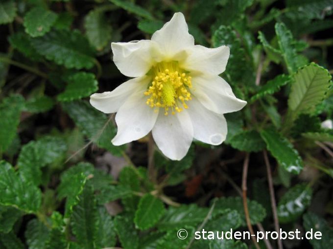 Dryas x suendermannii - Silberwurz