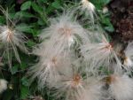 dryas-suendermannii-3