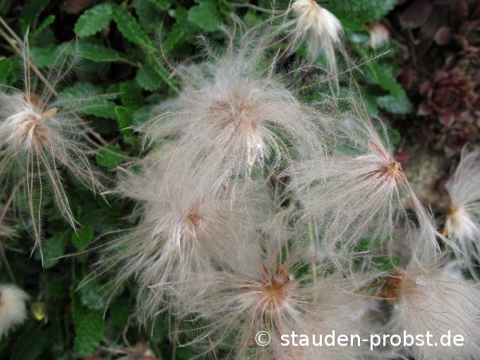 Dryas x suendermannii - Silberwurz