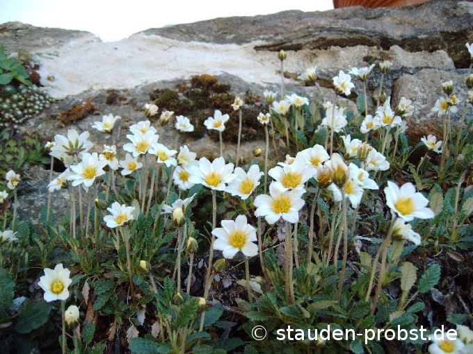 Dryas x suendermannii - Silberwurz
