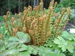 dryopteris-affinis