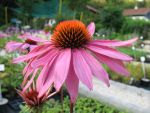 echinacea-purpurea-magnus-2