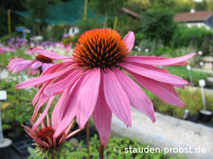 Echinacea purpurea ' Magnus' - Sonnenhut