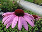 echinacea-purpurea-magnus