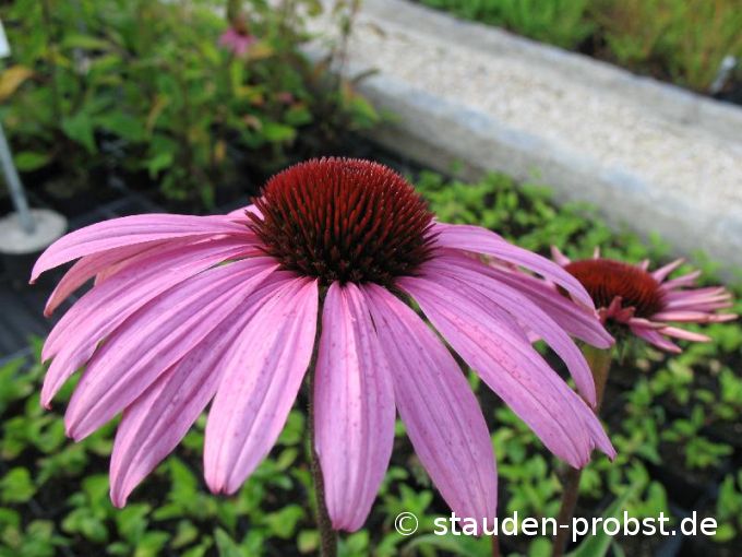 Echinacea purpurea ' Magnus' - Sonnenhut