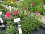 echinacea-purpurea-razzmatazz-2