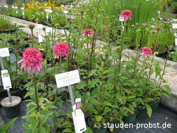 Echinacea purpurea 'Razzmatazz' - Purpursonnenhut