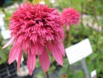echinacea-purpurea-razzmatazz