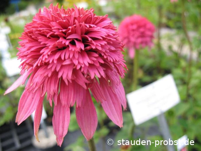 Echinacea purpurea 'Razzmatazz' - Purpursonnenhut