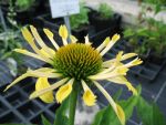 echinacea-purpurea-sunrise