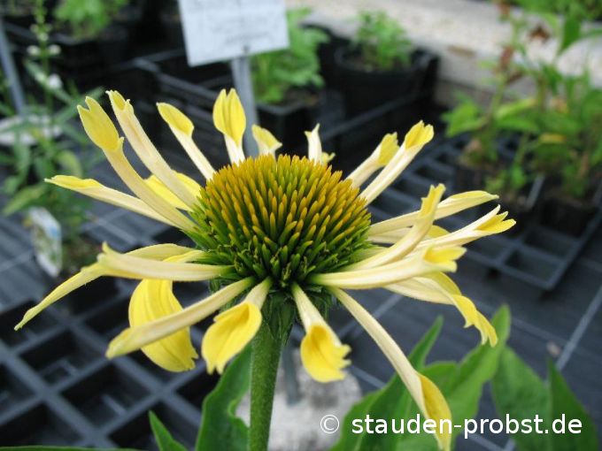 Echinacea purpurea ' Sunrise' - Sonnenhut