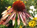 echinacea-purpurea-sunset