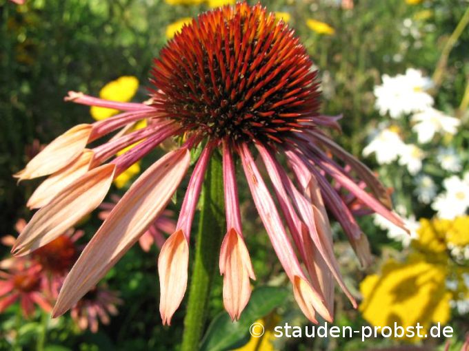 Echinacea purpurea ' Sunset' - Sonnenhut