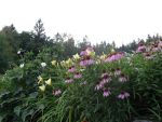 echinacea-purpurea