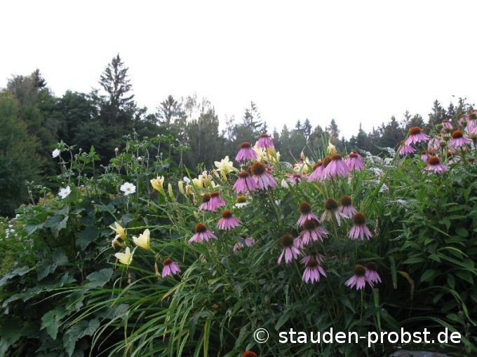 Echinacea purpurea - Purpursonnenhut