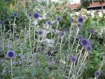 echinops-ritro-veitch-blue-3