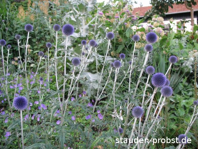 Echinops ritro 'Veitch Blue' - Kugeldistel