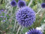echinops-ritro-veitch-blue-4
