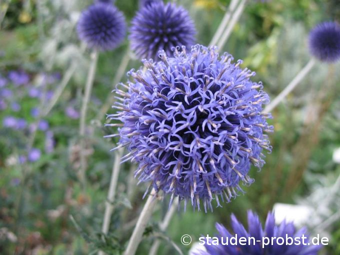 Echinops ritro 'Veitch Blue' - Kugeldistel