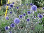 echinops-ritro-veitch-blue-5