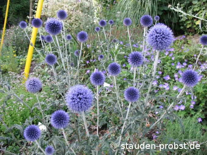 Echinops ritro 'Veitch Blue' - Kugeldistel