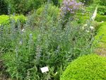 echium-vulgare-2