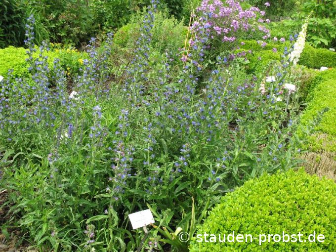 Echium vulgare - Natternkopf