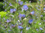 echium-vulgare