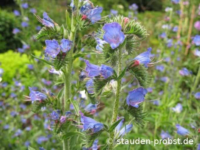 Echium vulgare - Natternkopf