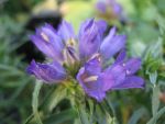 edraianthus-graminifolius