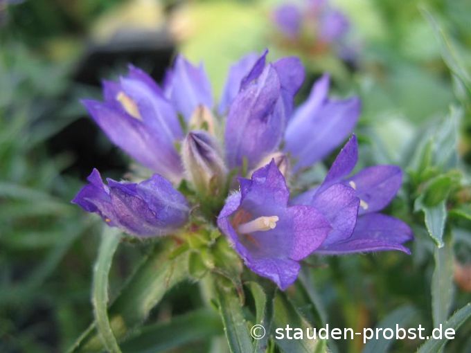 Edraianthus graminifolius - Grasblättrige Büschelglocke