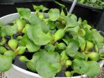 eichhornia-crassipes-2