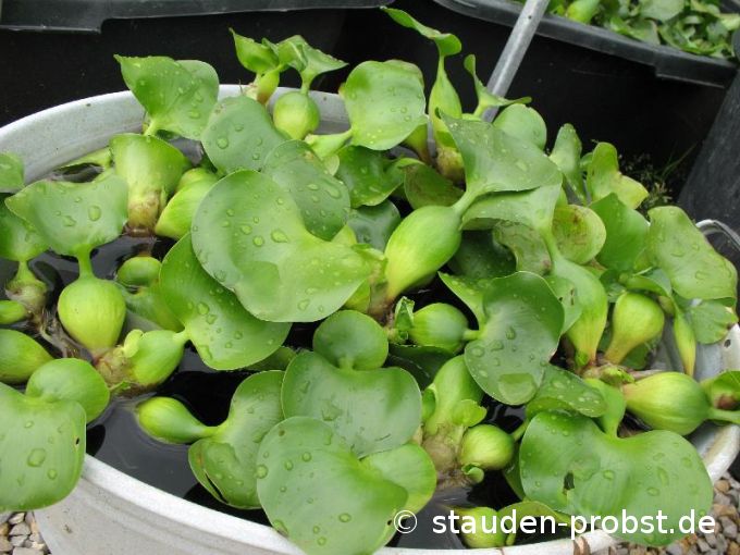 Eichhornia crassipes - Wasserhyazinthe