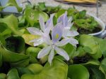 eichhornia-crassipes
