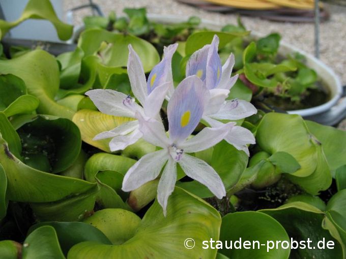 Eichhornia crassipes - Wasserhyazinthe